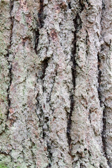 Tree Bark In A Rainforest Stock Photo Royalty Free Freeimages