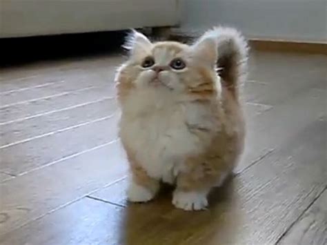 Super Cute Kitten Is Acting All Super Cute Video