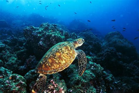 Neues spielzeug im ungeöffneten originalpaket. Die Galapagos-Schildkröten - Ecuador und Galapagos-Inseln