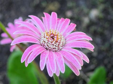 Flower Of Daisy Drakensberg My Photo Gallery Daisy Flowers
