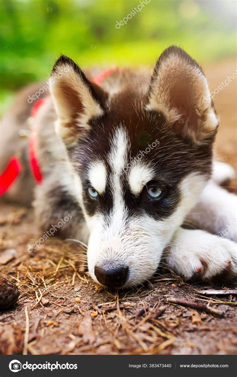Siberian Little Husky Breed Dog Lying On Green Grass In The Forest On A