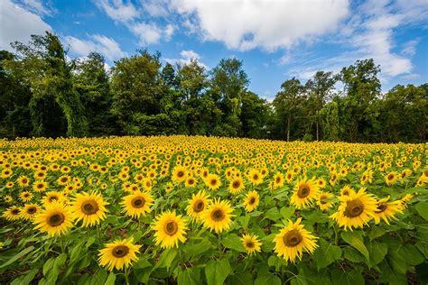 21 Epic Sunflower Fields In Maryland To Catch In Bloom