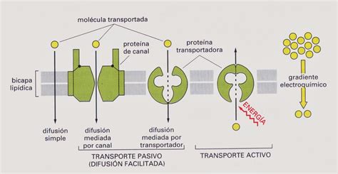 Celularízate Transporte A Través De La Membrana