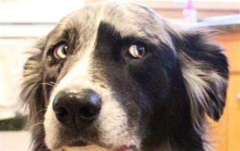 Top 15 Border Collie Memes To Make You Laugh The Dogman