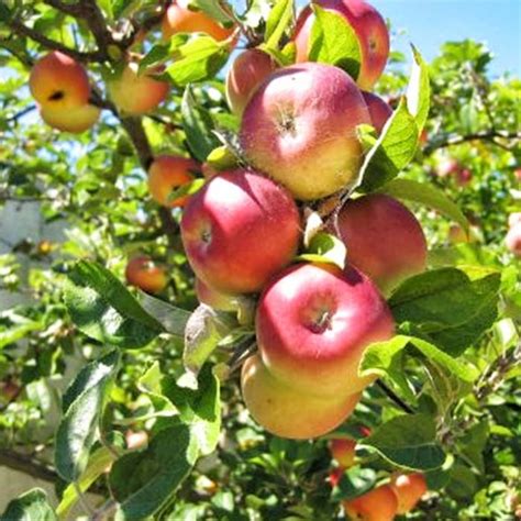 kulit halus konsumsi buah apel malang  rutin berikut
