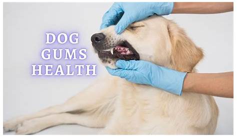Healthy Dog Gums: What Color should a Dog's Gums be?