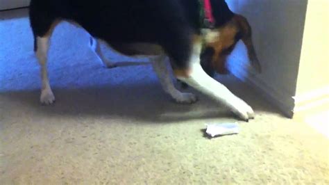 Dog Doesnt Like The Gum Wrapper Youtube