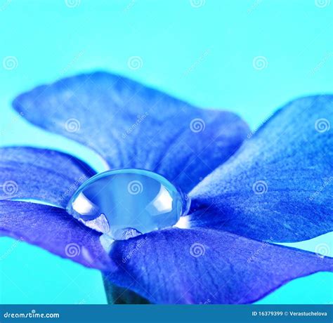 Dew Drop Inside Flower Stock Image Image Of Bloom Botany 16379399
