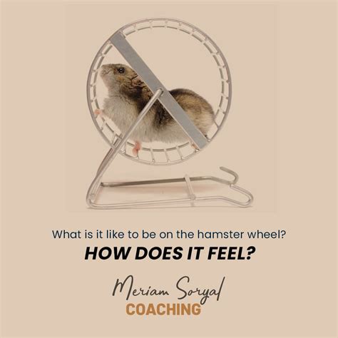 Do You Feel That Your Life Is In A Hamster Wheel