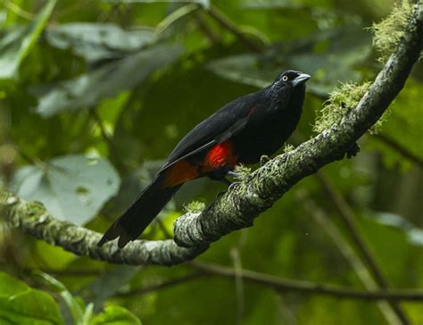 Galer A Fabulosas Aves De Colombia