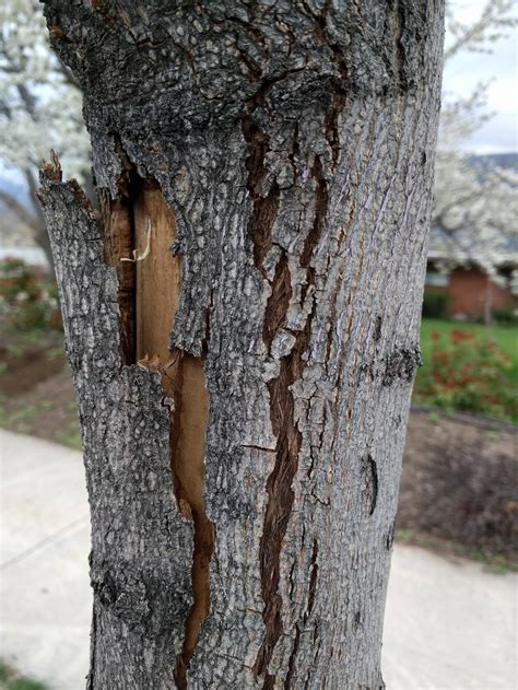 Diagnosis What Is Wrong With My Trees The Bark On One Side Is