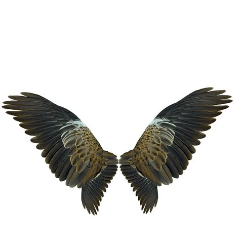Wing Flight Eagles Wings Png Download 10391088 Free Transparent