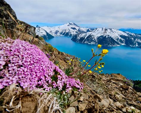 Alpine Flowers Pink And Yellow British Columbia Canadian Province Canada