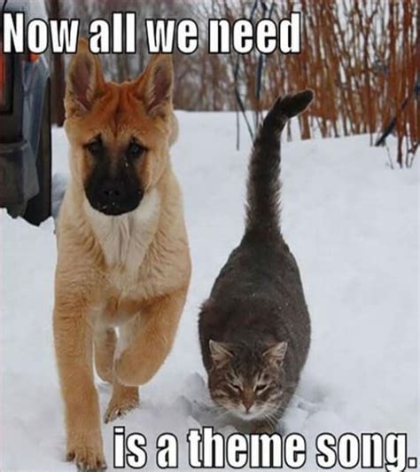 We did not find results for: Top 50 Dog and Cat Memes: Can Dog and Cat be friends?