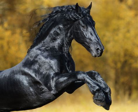The Fairy Tale Friesian In 2020 Friesian Stallion Friesian Horse Horses