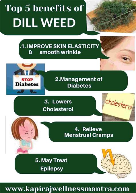 amazing five health benefits of dill weed kapirajwellnessmantra eternal beauty and health