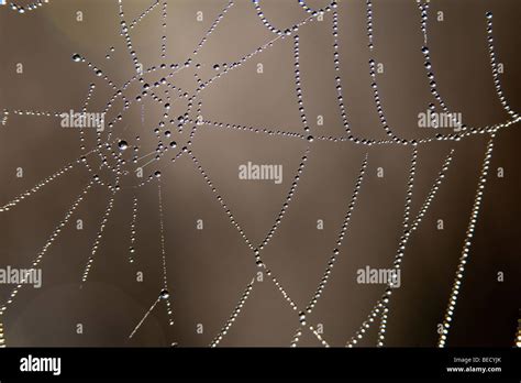 Dew On A Spiders Web Kent Uk Stock Photo Alamy