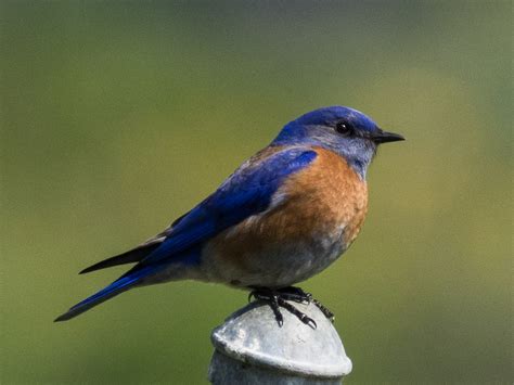 Western Bluebird Kunal Mukherjee Flickr