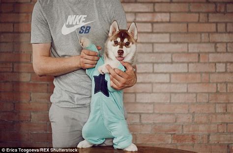 Huge selection of baby clothes, 2019 new styles at low price, shop now! Those Husky Dogs Are Wearing Human Clothes, And They Look ...