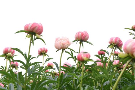 Peony Garden In Monticello Expecting Peak Blooms Through Memorial Day