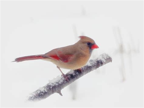 First Snow Female Cardinal Bird Winter White Photograph By