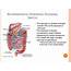PPT  Medical Nutrition Therapy For Bariatric Surgery PowerPoint