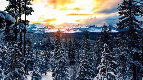 Download Wallpaper 1920x1080 Forest Winter Mountains