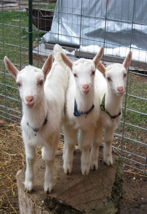 Three White Goats Cute Goats
