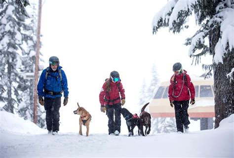 In 1993 Stevens Pass Created The Avalanche Rescue Dogs Program To Aid