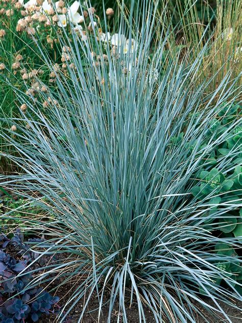 Types Of Ornamental Grasses DIY Garden Projects Vegetable Gardening Raised Beds Growing