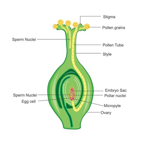Pollen Germination On Stigma Biology Sextual Reproduction