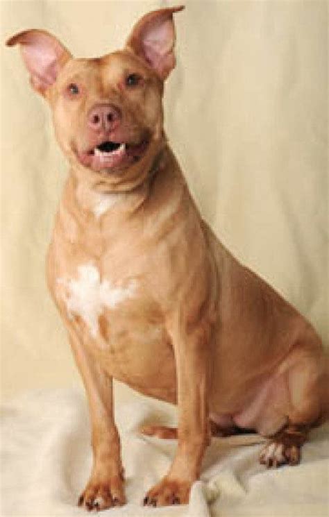 5 reasons you should not get a staffy! Adopt Phoebe, a Pharaoh Hound-American Staffordshire ...