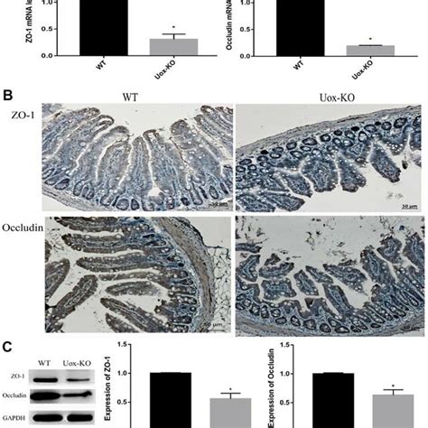 Expression Of Tight Junction Proteins Is Decreased In Uox Ko Mice A