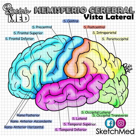 Hemisferio Cerebral Vista Lateral pt 3 Paola Ríos Dr Vago Stektchmed