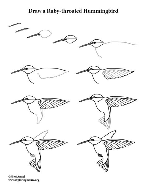 How To Draw A Hummingbird For Kids