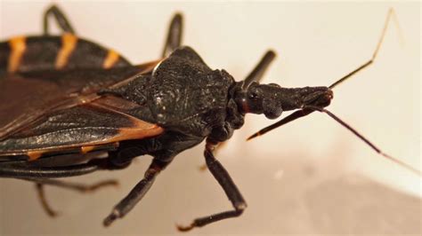 Deadly ‘kissing Bug Spreads Into California Nbc Bay Area