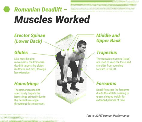 Romanian Deadlift Form Muscles Worked And How To Guide Barbend