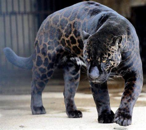 The Jaguar Is The Largest Feline In The Americasblack Jaguars Exist