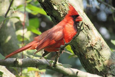 Meer Informatie Over De Kardinaal Kentuckys State Bird
