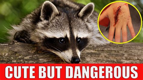 10 Cute But Dangerous Animals Youtube