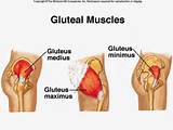 Exercises Gluteus Minimus Images