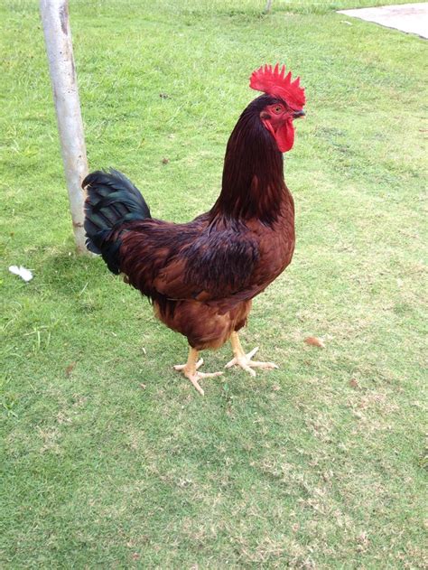 Handsome Rhode Island Red Rooster Charles