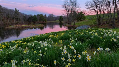 Daffodil Sunset Photograph By Bill Wakeley Fine Art America
