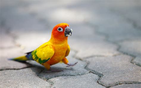 Cute Colorful Parrot 7035703