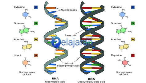 Pengertian DNA Ciri Fungsi Sifat Struktur Dan Replikasi DNA Deoxyribonucleic Acid