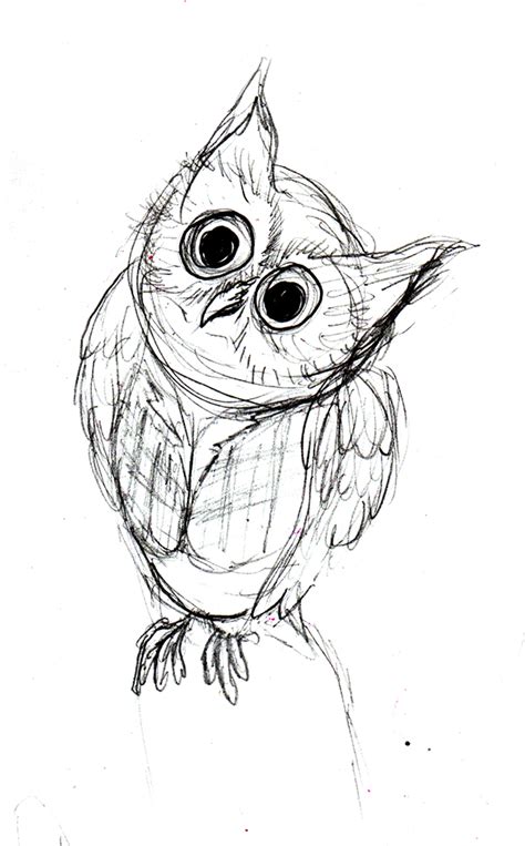 Screech Owl Drawing At Getdrawings Free Download