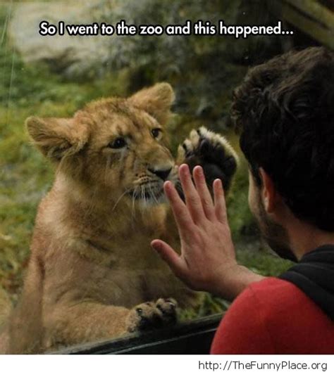 Lion Cub Salute Thefunnyplace