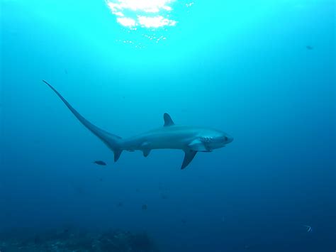 Common Thresher Shark Alopias Vulpinus Shark Database