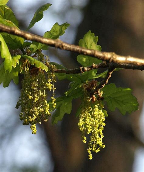 When Do Oak Trees Stop Shedding Catkins Mast Producing Trees