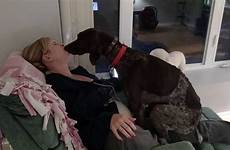 dog german lap loves his pointer shorthaired mommy